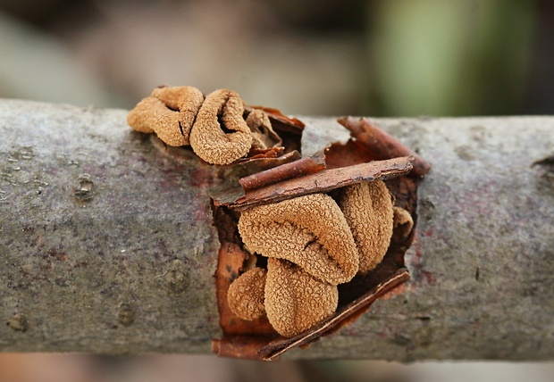 dutinovka otrubnatá Encoelia furfuracea (Roth) P. Karst.