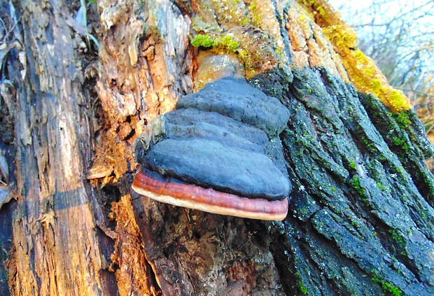 práchnovček pásikavý Fomitopsis pinicola (Sw.) P. Karst.