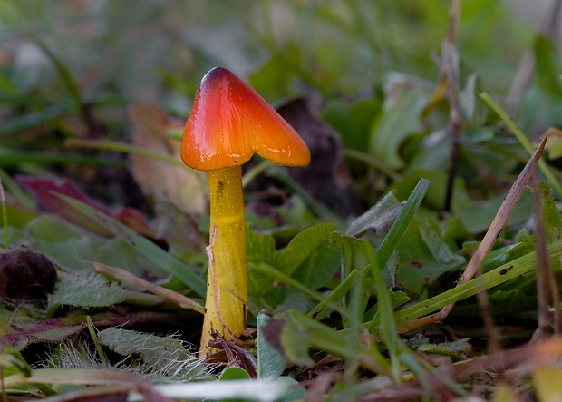 lúčnica kužeľovitá Hygrocybe conica (Schaeff.) P. Kumm.