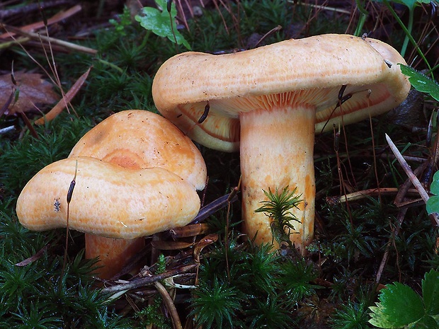 rýdzik jedľový Lactarius salmonicolor R. Heim & Leclair