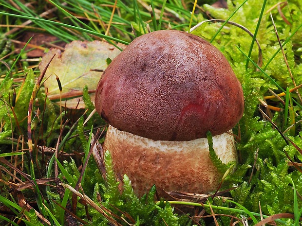 kozák dubový Leccinum aurantiacum (Bull.) Gray