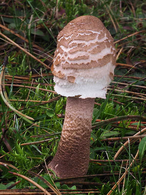 bedľa vysoká Macrolepiota procera (Scop.) Singer