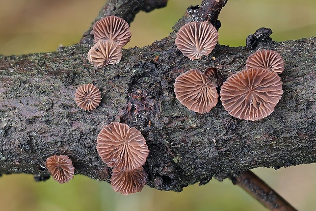 pňovka fialovohnedá Panellus violaceofulvus (Batsch) Singer