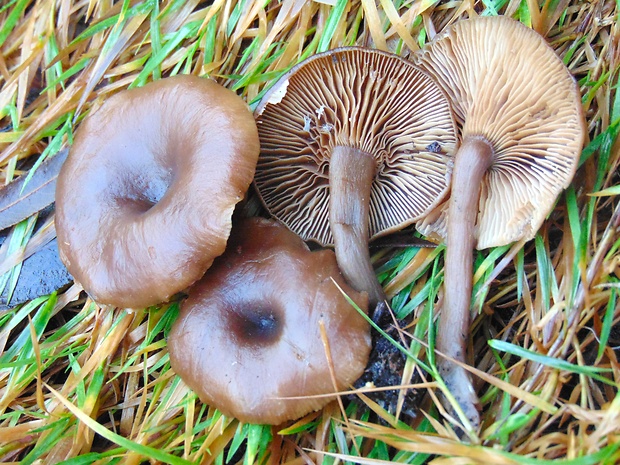 strmulica čiaškovitá Pseudoclitocybe cyathiformis (Bull.) Singer