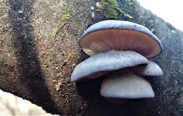 pňovka neskorá Sarcomyxa serotina (Pers.) P. Karst.