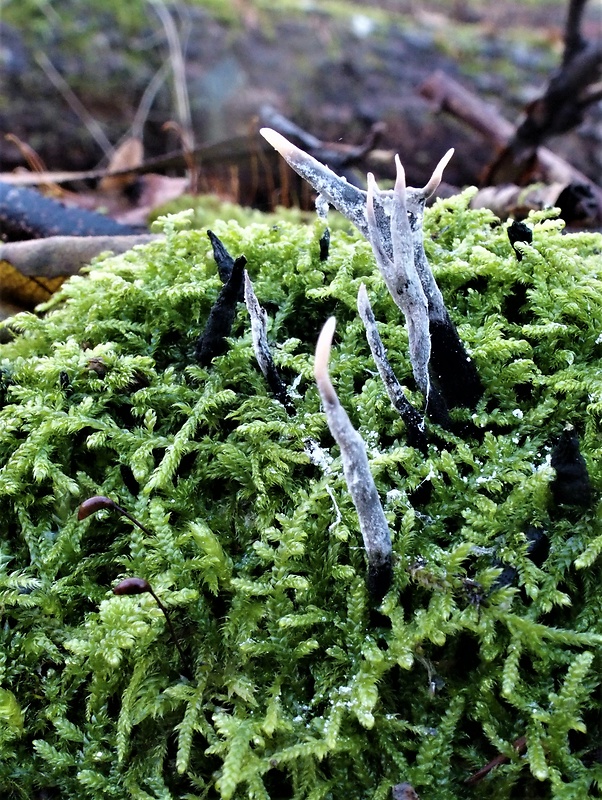 drevnatec Xylaria sp.