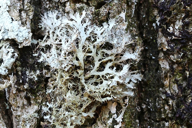 jaseňovka brvitá Anaptychia ciliaris subsp. ciliaris (L.) Körb. ex A. Massal.