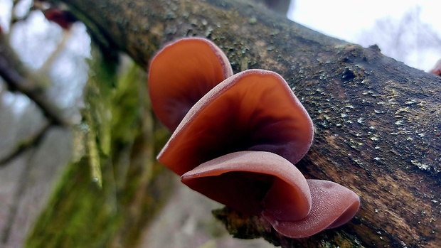 uchovec bazový Auricularia auricula-judae (Bull.) Quél.