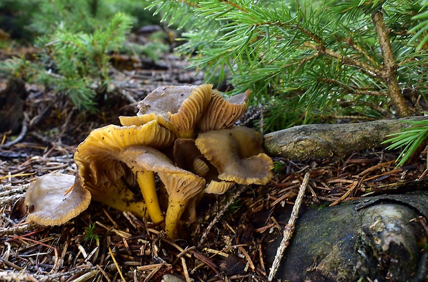 kuriatko lievikovité Craterellus tubaeformis (Fr.) Quél.