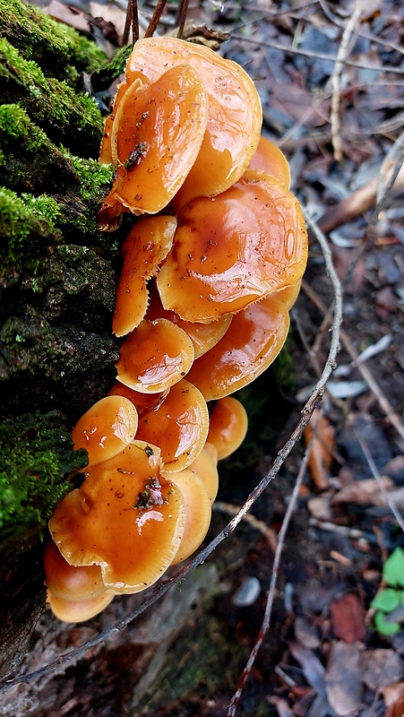 plamienka Flammulina sp.