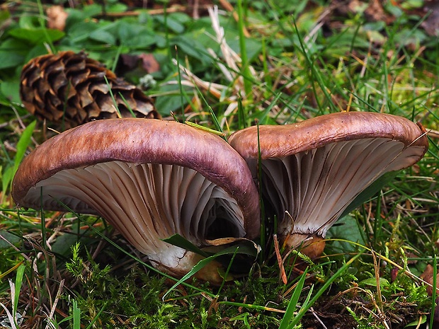 sliziak mazľavý Gomphidius glutinosus (Schaeff.) Fr.