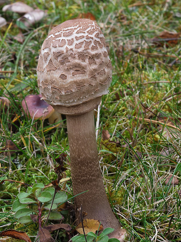 bedľa vysoká Macrolepiota procera (Scop.) Singer