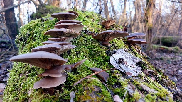 hliva ustricovitá Pleurotus ostreatus (Jacq.) P. Kumm.