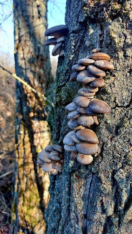 hliva ustricovitá Pleurotus ostreatus (Jacq.) P. Kumm.