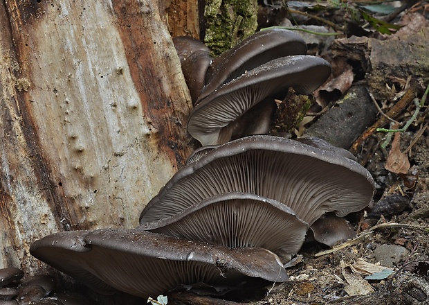 hliva ustricovitá Pleurotus ostreatus (Jacq.) P. Kumm.