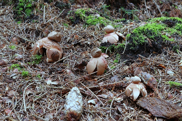 hviezdovka červenkastá Geastrum rufescens Pers.