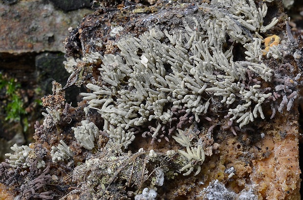 slizovka Myxomycetes