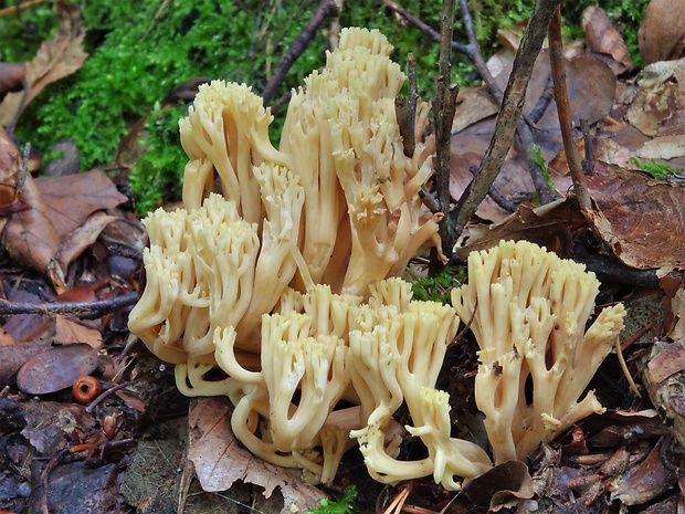 strapačka zlatožltá Ramaria aurea (Schaeff.) Quél.