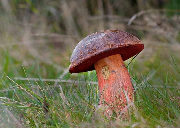 hríb zrnitohlúbikový Sutorius luridiformis (Rostk.) G. Wu & Zhu L. Yang