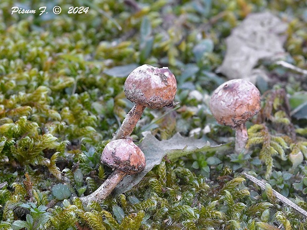 stopkovec zimný Tulostoma brumale Pers.