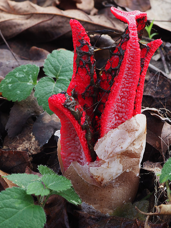 mrežovka kvetovitá Clathrus archeri (Berk.) Dring