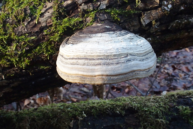 práchnovec kopytovitý Fomes fomentarius (L.) J.J. Kickx