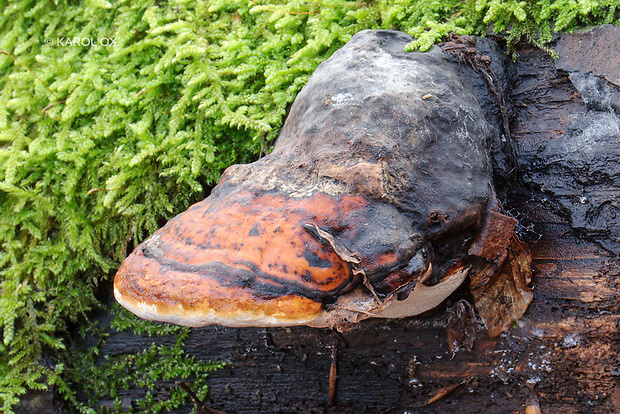 práchnovček Fomitopsis sp.