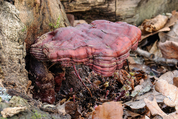 lesklokôrovka Ganoderma sp.