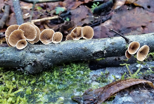 pňovka Tectella patellaris (Fr.) Murrill