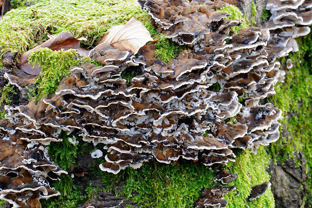 trúdnikovec pestrý Trametes versicolor (L.) Lloyd