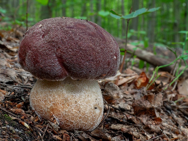 hríb sosnový Boletus pinophilus Pil. et Dermek in Pil.