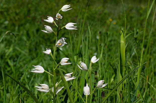 prilbovka dlholistá Cephalanthera longifolia (L.) Fritsch