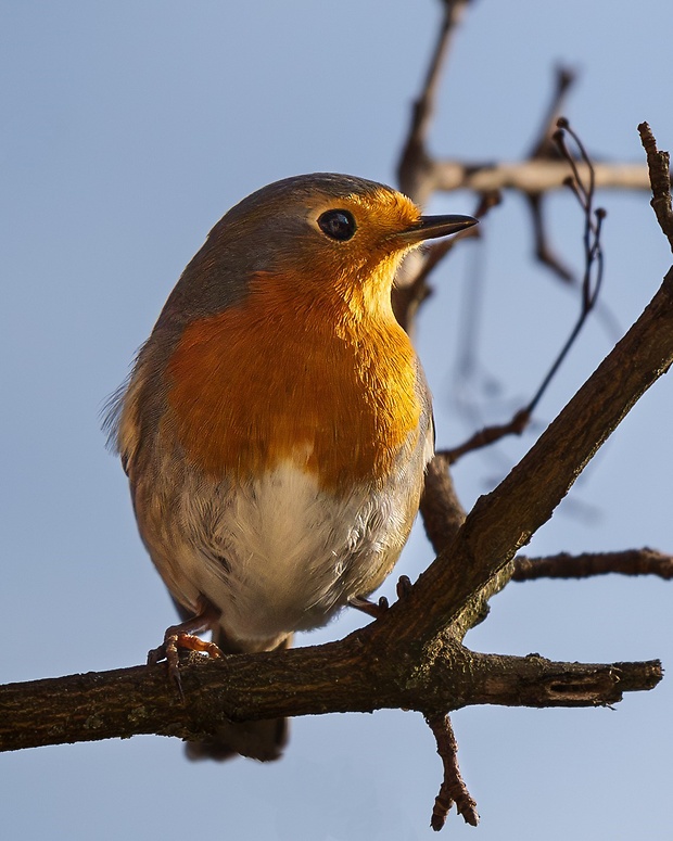 červienka obyčajná Erithacus rubecula