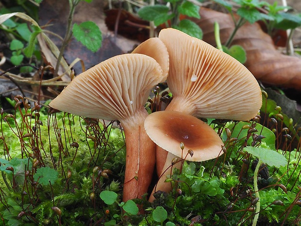 rýdzik matný Lactarius tabidus Fr.