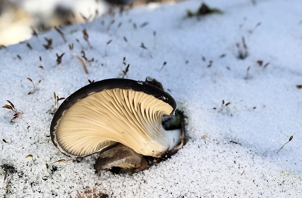 hliva ustricovitá Pleurotus ostreatus (Jacq.) P. Kumm.