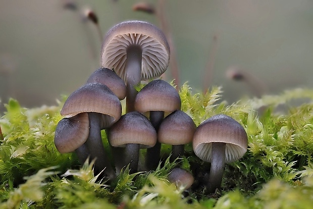 prilbička hnedosivá Mycena tintinnabulum (Paulet) Quél.