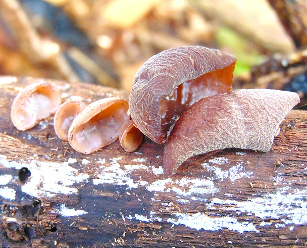 uchovec bazový Auricularia auricula-judae (Bull.) Quél.