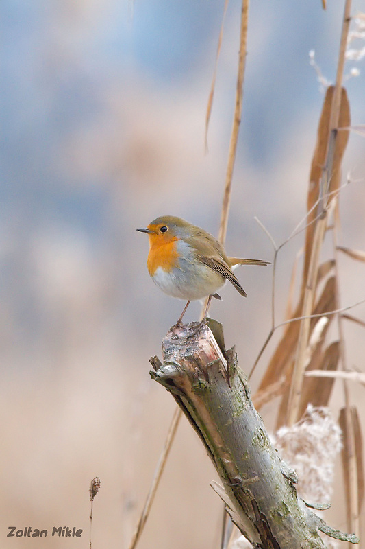 červienka obyčajná Erithacus rubecula