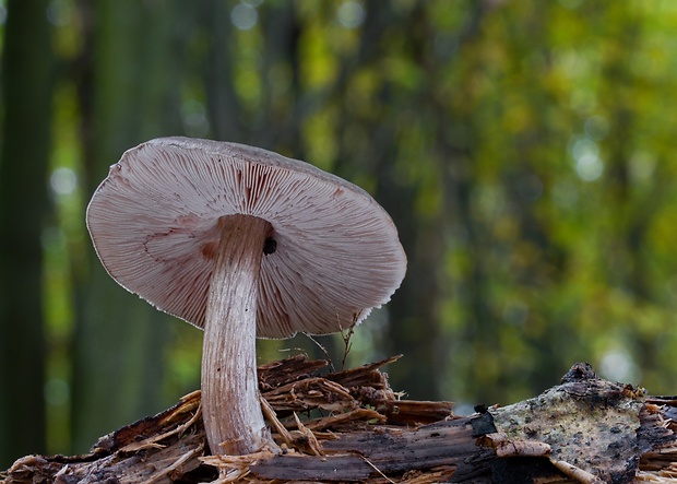 štítovka jelenia Pluteus cervinus (Schaeff.) P. Kumm.