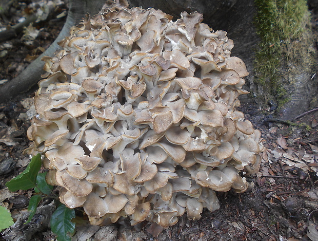 trúdnik klobúčkatý Polyporus umbellatus (Pers.) Fr.