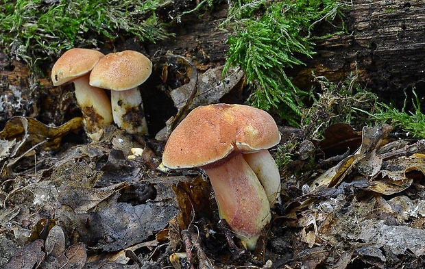 rubínovec obyčajný Chalciporus rubinus (W.G. Sm.) Singer