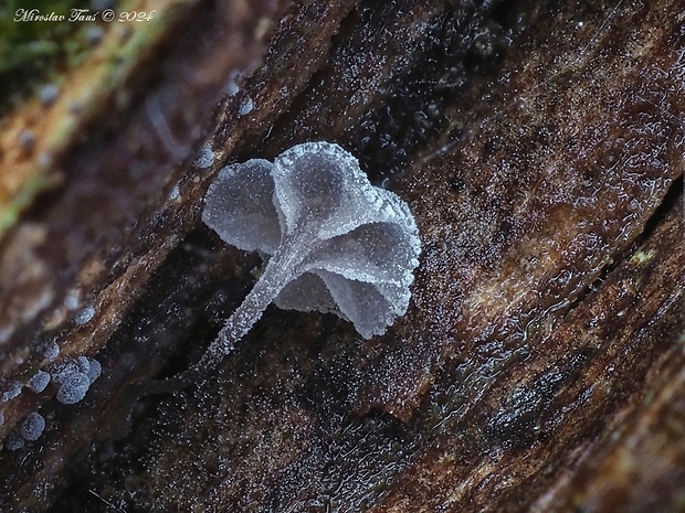 prilbička modrosivá Mycena pseudocorticola Kühner