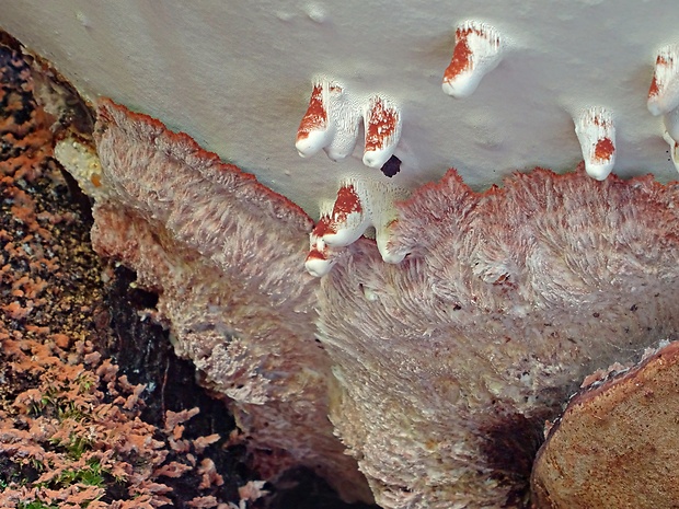 Sporophagomyces chrysostomus