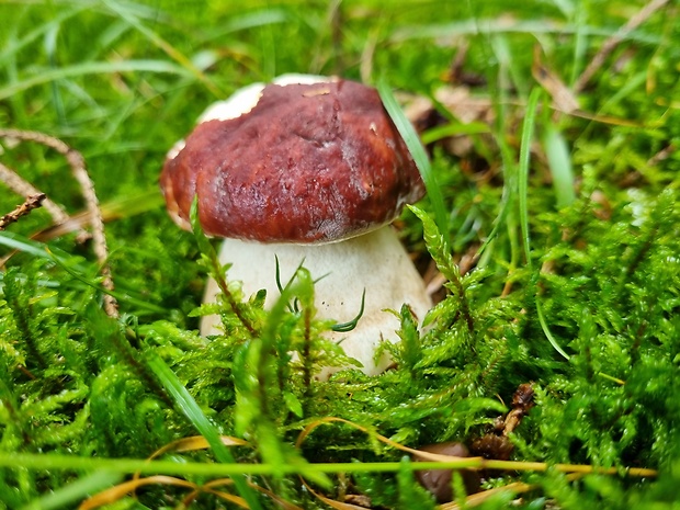 hríb sosnový Boletus pinophilus Pil. et Dermek in Pil.