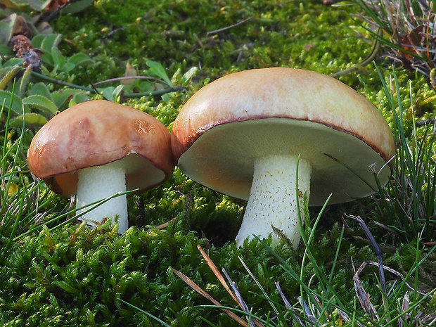 masliak zrnitý Suillus granulatus (L.) Roussel