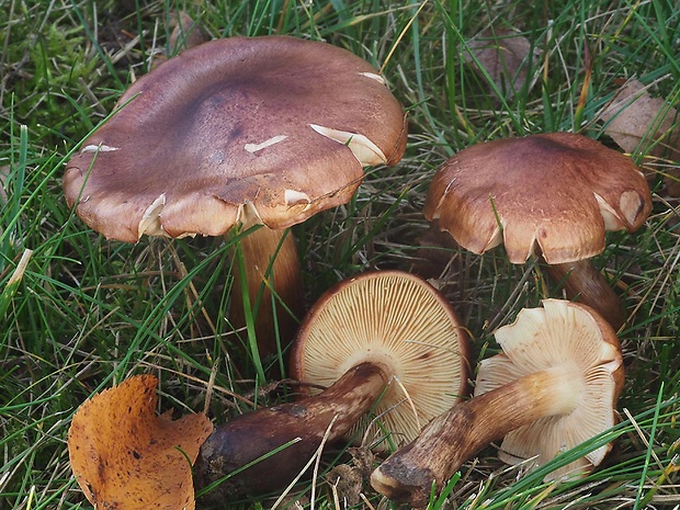 čírovka plavohnedá Tricholoma fulvum (Fr.) Bigeard & H. Guill.