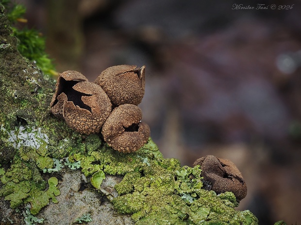 dutinovka otrubnatá Encoelia furfuracea (Roth) P. Karst.