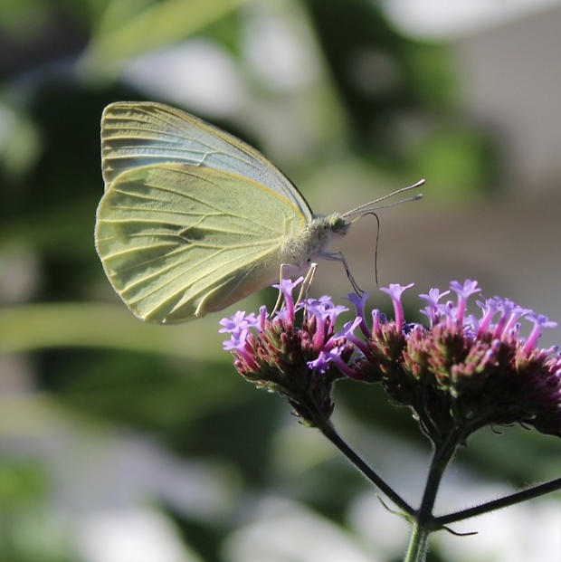 mlynárik repový Pieris rapae