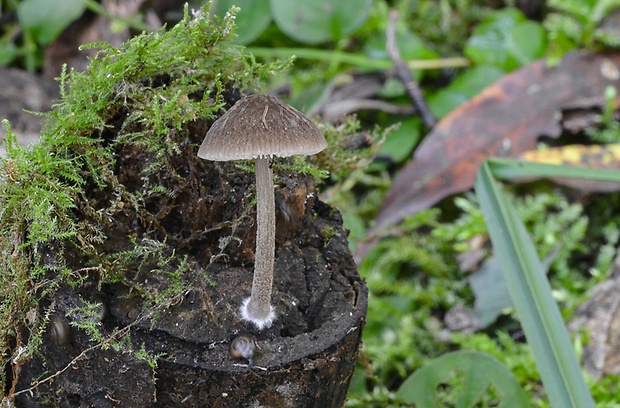 štítovka sivá Pluteus thomsonii (Berk. & Broome) Dennis