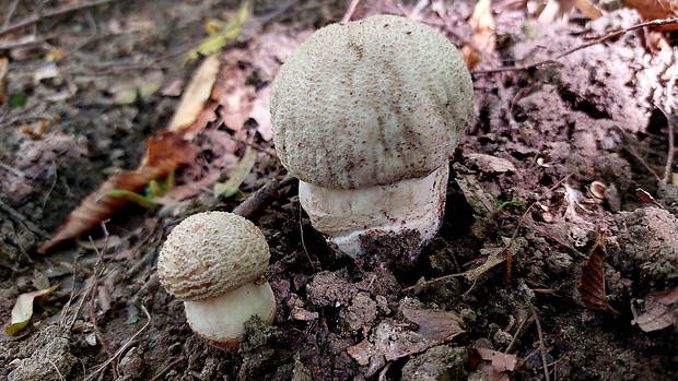 muchotrávka červenkastá Amanita rubescens Pers.